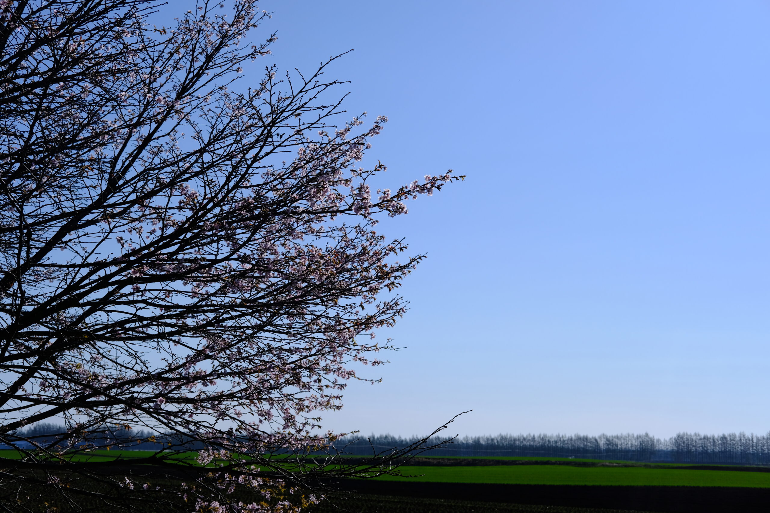 我が家の桜