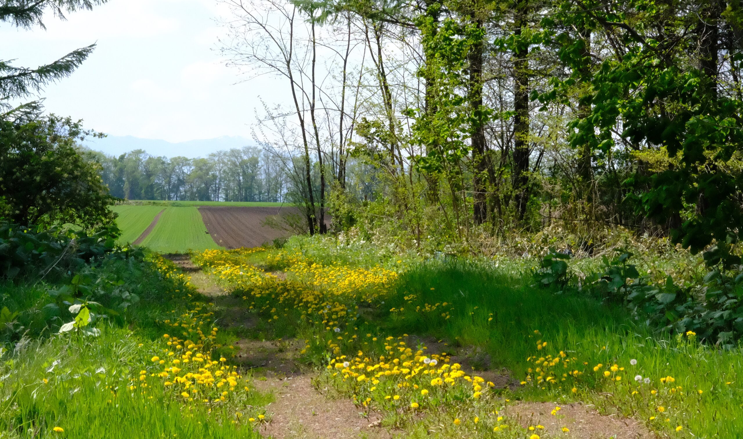 たんぽぽ　北海道 十勝　Hokkaido　Tokachi　Dandelion