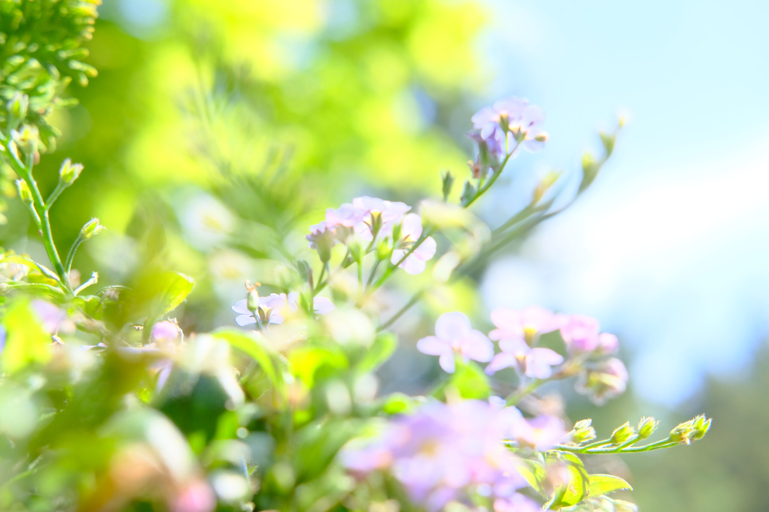 エアリーフォト ふんわり優しい写真を エアリーフォトと言います